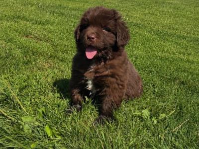 Purebred IKC Registered Newfoundland puppies in Monaghan