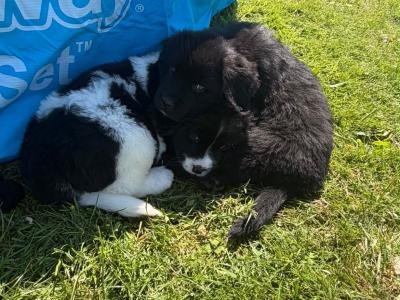 Purebred IKC Registered Newfoundland puppies in Monaghan