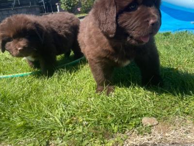 Purebred IKC Registered Newfoundland puppies in Monaghan