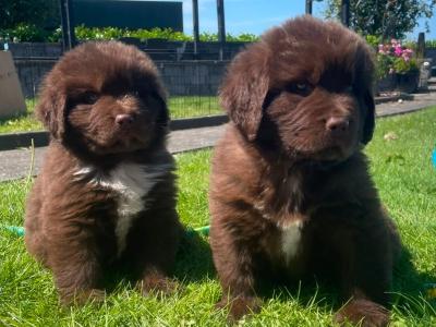 Purebred IKC Registered Newfoundland puppies in Monaghan