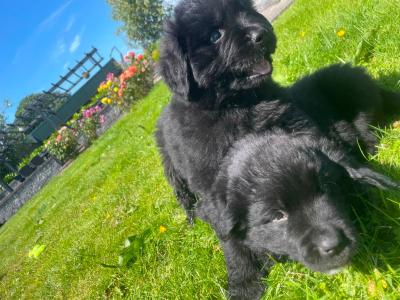 Purebred IKC Registered Newfoundland puppies in Monaghan