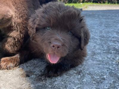 Purebred IKC Registered Newfoundland puppies in Monaghan