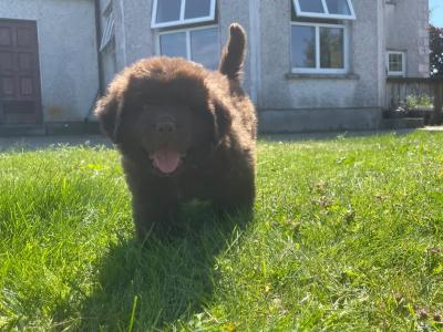 Purebred IKC Registered Newfoundland puppies in Monaghan