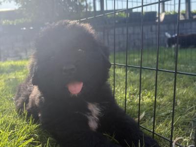 Purebred IKC Registered Newfoundland puppies in Monaghan