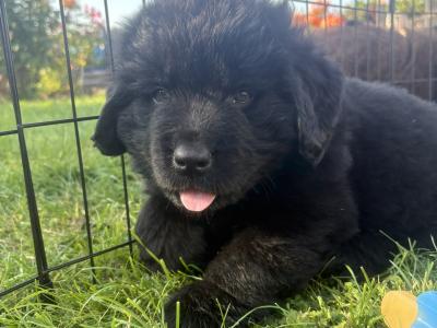 Purebred IKC Registered Newfoundland puppies in Monaghan