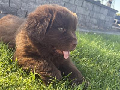 Purebred IKC Registered Newfoundland puppies in Monaghan