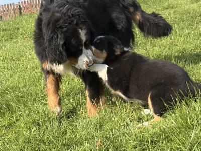 Fabulous Golden Mountain (Bernese Mountain Dog x Golden Retriever) puppies for sale in Cavan!