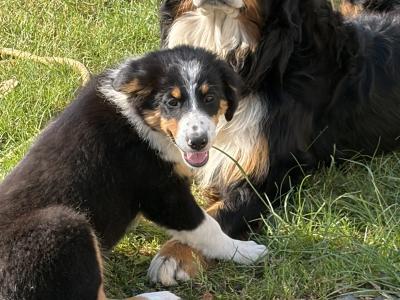 Fabulous Golden Mountain (Bernese Mountain Dog x Golden Retriever) puppies for sale in Cavan!
