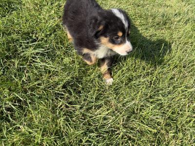 Fabulous Golden Mountain (Bernese Mountain Dog x Golden Retriever) puppies for sale in Cavan!