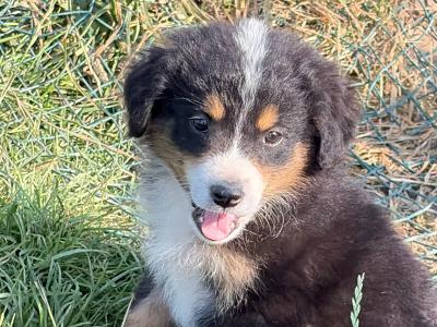Fabulous Golden Mountain (Bernese Mountain Dog x Golden Retriever) puppies for sale in Cavan!