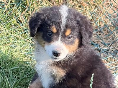 Fabulous Golden Mountain (Bernese Mountain Dog x Golden Retriever) puppies for sale in Cavan!