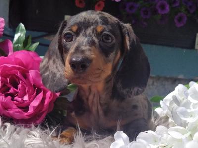 Outstanding IKC Registered Miniature Dachshund puppies in Cavan