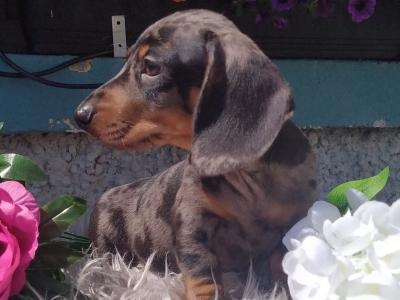 Outstanding IKC Registered Miniature Dachshund puppies in Cavan