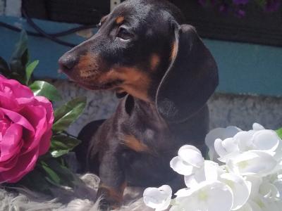 Outstanding IKC Registered Miniature Dachshund puppies in Cavan