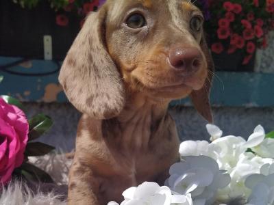 Outstanding IKC Registered Miniature Dachshund puppies in Cavan
