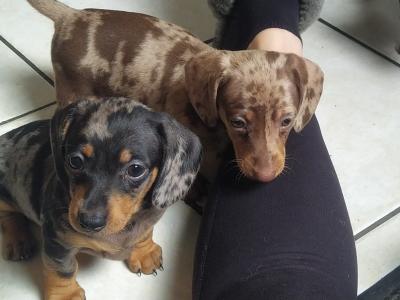 Outstanding IKC Registered Miniature Dachshund puppies in Cavan