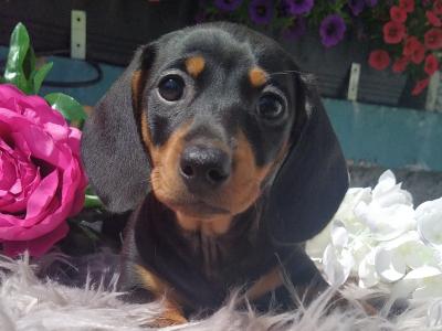 Outstanding IKC Registered Miniature Dachshund puppies in Cavan