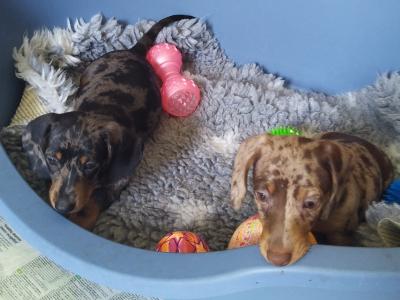 Outstanding IKC Registered Miniature Dachshund puppies in Cavan