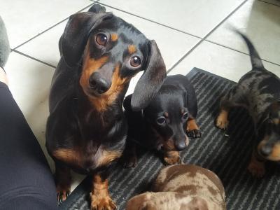 Outstanding IKC Registered Miniature Dachshund puppies in Cavan