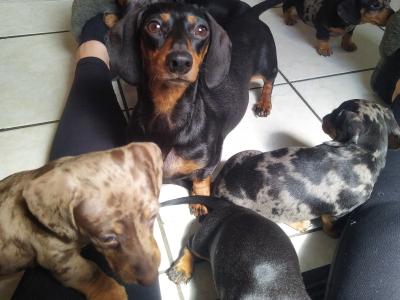 Outstanding IKC Registered Miniature Dachshund puppies in Cavan