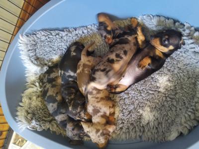 Outstanding IKC Registered Miniature Dachshund puppies in Cavan