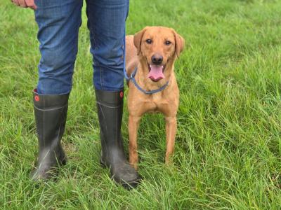 IKC Registered Labrador puppies in Cavan €750