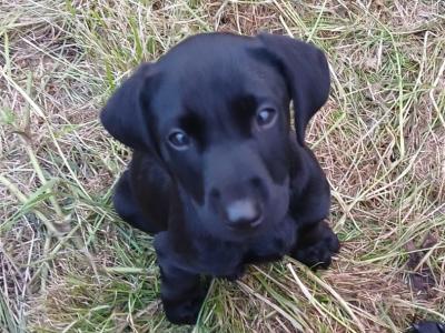 IKC Registered Labrador puppies in Cavan €750