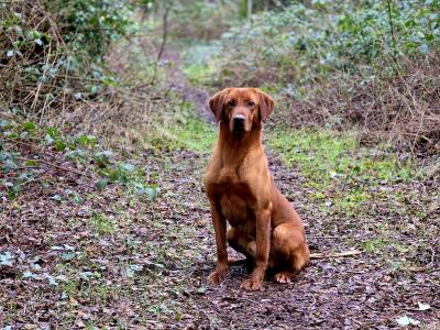 IKC Registered Labrador puppies in Cavan €750