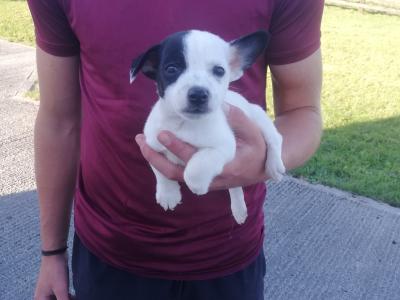 Jack Russell puppies in Offaly