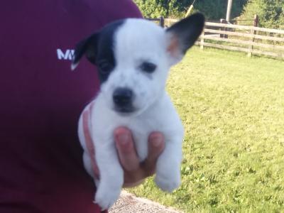 Jack Russell puppies in Offaly