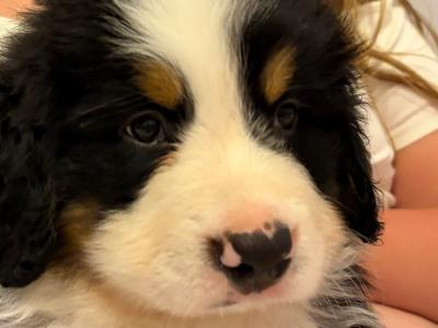 Bernese Mountain Purebreed