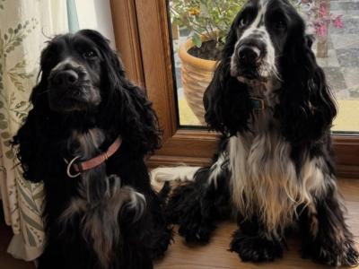 All puppies are reserved Beautiful Show Cocker Spaniel puppies in Donegal