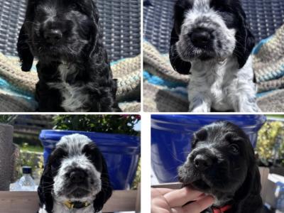 All puppies are reserved Beautiful Show Cocker Spaniel puppies in Donegal