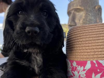 All puppies are reserved Beautiful Show Cocker Spaniel puppies in Donegal