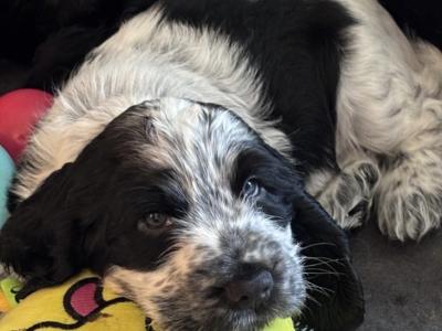 All puppies are reserved Beautiful Show Cocker Spaniel puppies in Donegal