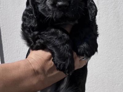All puppies are reserved Beautiful Show Cocker Spaniel puppies in Donegal