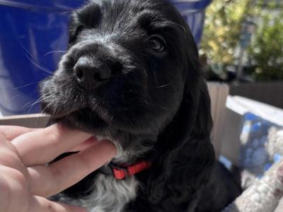 All puppies are reserved Beautiful Show Cocker Spaniel puppies in Donegal