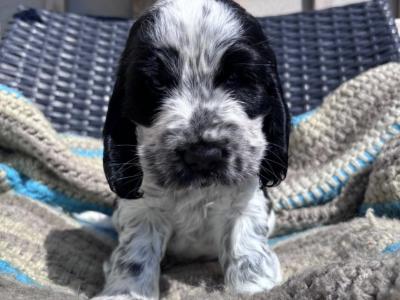 All puppies are reserved Beautiful Show Cocker Spaniel puppies in Donegal