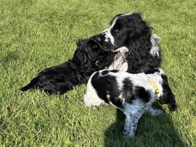 All puppies are reserved Beautiful Show Cocker Spaniel puppies in Donegal