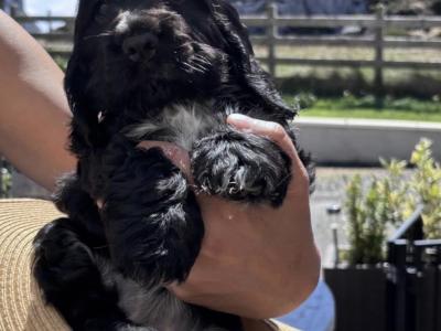 All puppies are reserved Beautiful Show Cocker Spaniel puppies in Donegal