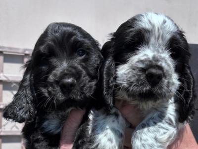 All puppies are reserved Beautiful Show Cocker Spaniel puppies in Donegal