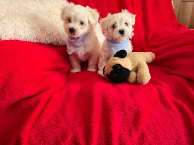 Purebred Maltese puppies in Meath