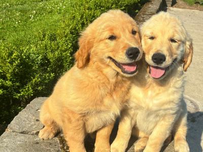 Beautiful IKC Registered Golden Retriever puppies in Roscommon