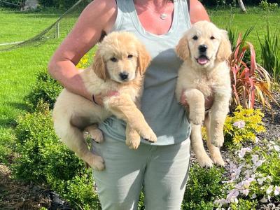 Beautiful IKC Registered Golden Retriever puppies in Roscommon