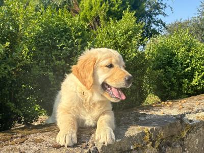 Beautiful IKC Registered Golden Retriever puppies in Roscommon