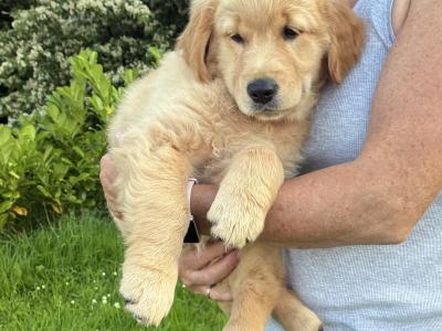 Beautiful IKC Registered Golden Retriever puppies in Roscommon