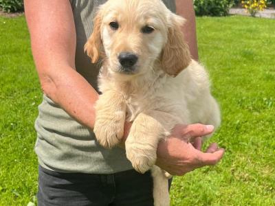Beautiful IKC Registered Golden Retriever puppies in Roscommon