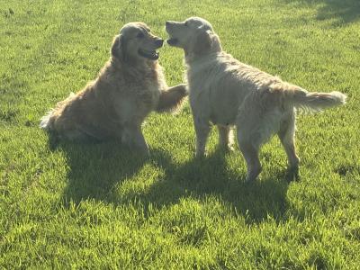 Beautiful IKC Registered Golden Retriever puppies in Roscommon
