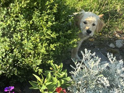 Beautiful IKC Registered Golden Retriever puppies in Roscommon