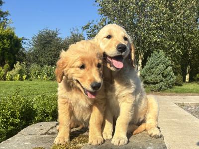 Beautiful IKC Registered Golden Retriever puppies in Roscommon